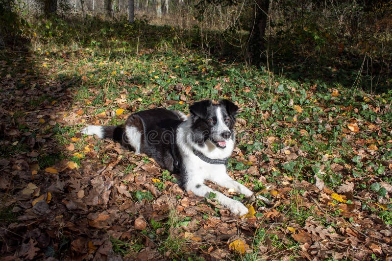 Why Do Dogs Eat Dead Leaves