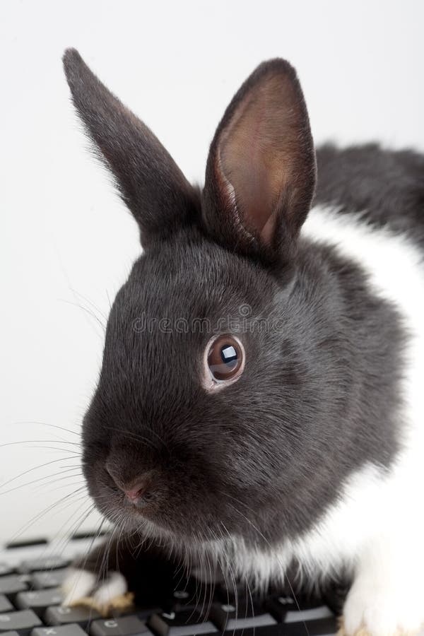 Black and white bunny on the keyboard