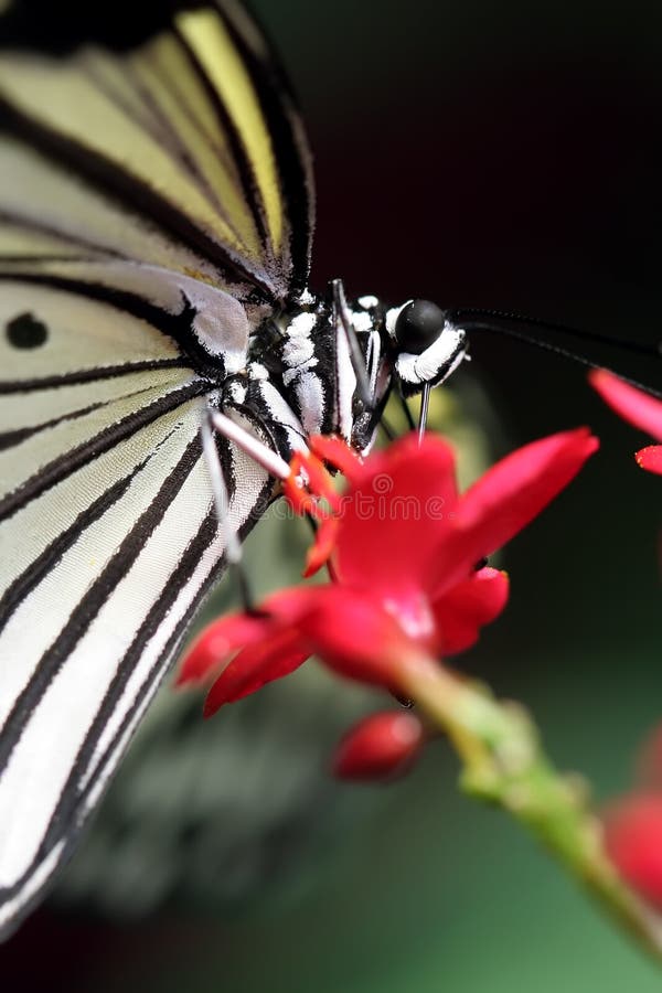 A Black and White Butterfly Stock Photo Image of pollinate, wings