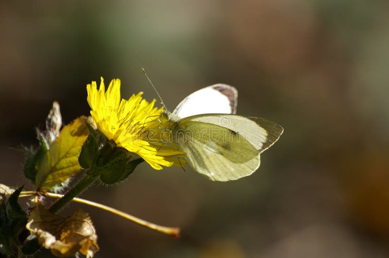 Black and white butterfly