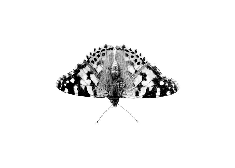 Black and white butterfly stock image. Image of contrast 94585537