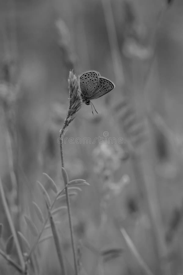 Black and White Butterfly Photography Stock Image - Image of wild ...