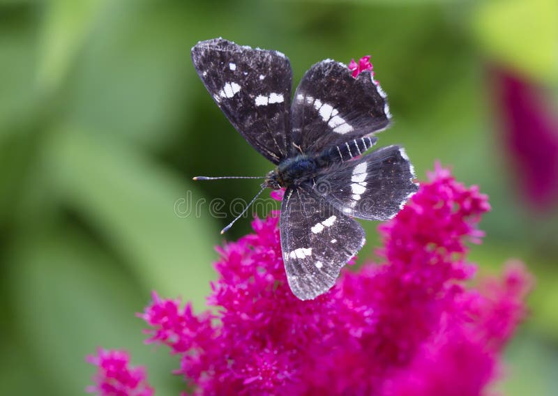 Black and White Butterfly on a Red Flower Stock Photo Image of shape
