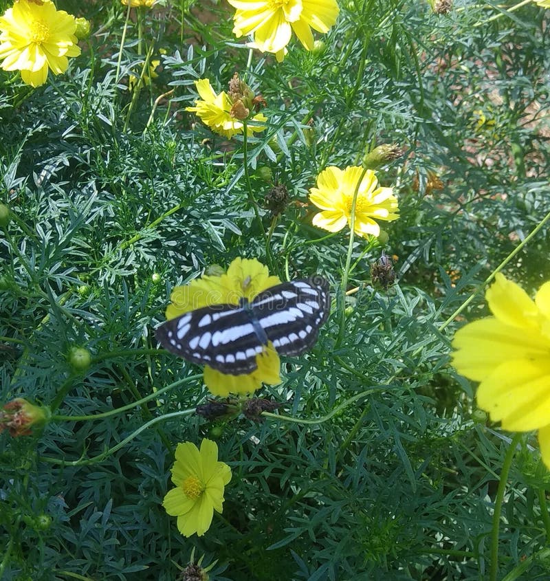 Black and White Butterfly on Yellow Flower Stock Image Image of