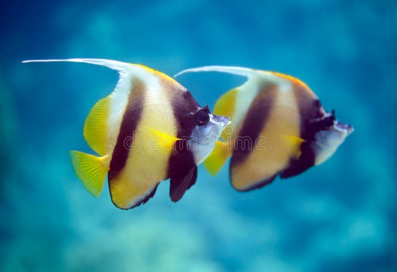Black and White Butterflyfish Stock Image Image of ocean, animal