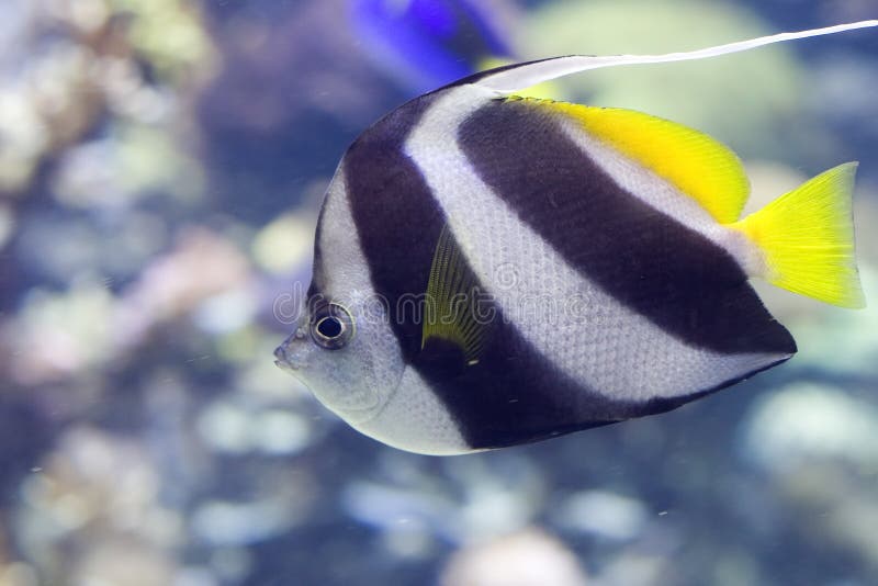 Black & White Butterflyfish Stock Image Image of butterfly, white