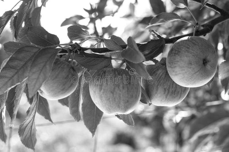 Black and white, BW, group of 4 fresh ripe natural red heirloom, organic apples close up on branches in a tree, healthy vegetarian