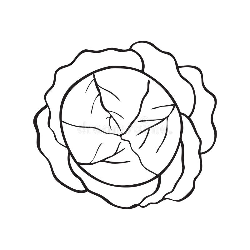 Black and white vector illustration of cabbage vector illustration Black and white vector illustration of cabbage vector illustration