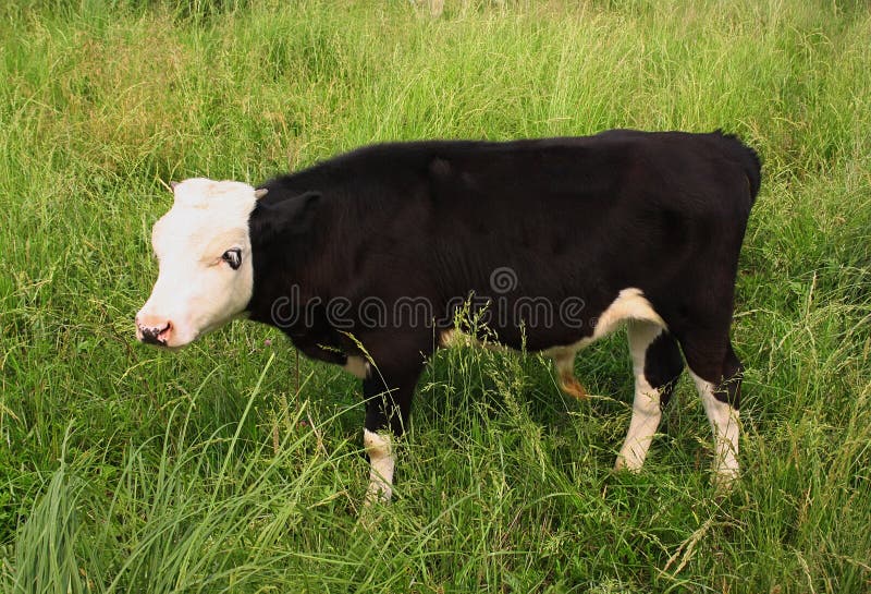 Blackandwhite Calf is Grazed on Meadow Stock Photo Image of farm