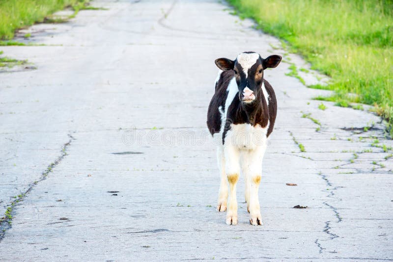 Black and white calf stock image. Image of landscape 94993333