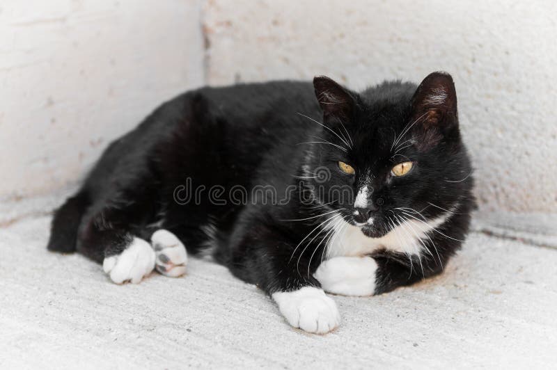 Black and White Cat