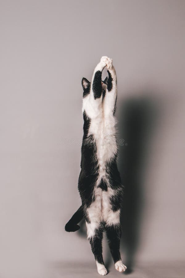 Black and white cat against a seamless grey background jumping and trying to grab something in mid air