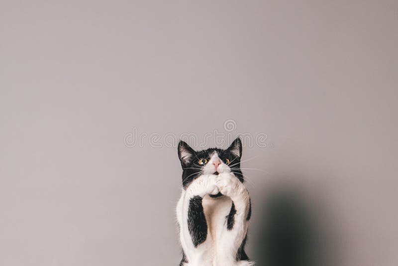 Black and white cat against a seamless grey background jumping and trying to grab something in mid air