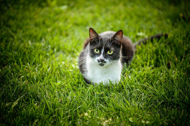 Black-and-white cat