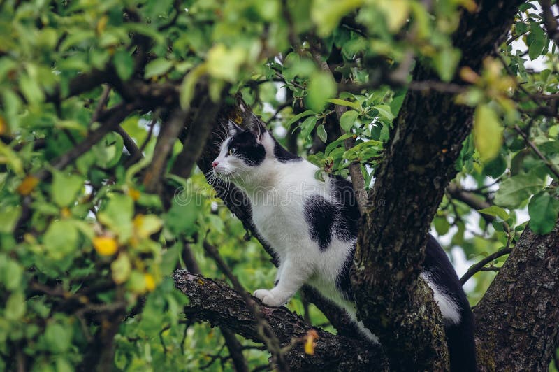 Cat Climbing Tree Images Download 2,492 Royalty Free Photos Page 3