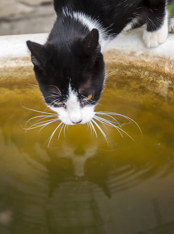 557 Animal Dirty Drink Water Stock Photos - Free & Royalty-Free Stock Photos from Dreamstime 557 Animal Dirty Drink Water Stock Photos - Free & Royalty-Free Stock Photos from Dreamstime