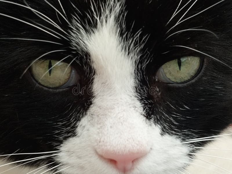 Black white cat eyes stock image. Image of white, flick 91505469