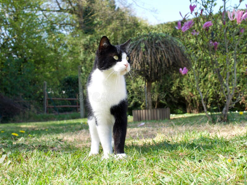 Black White Cat In The Garden Stock Photo - Image of outdoor, garden ...