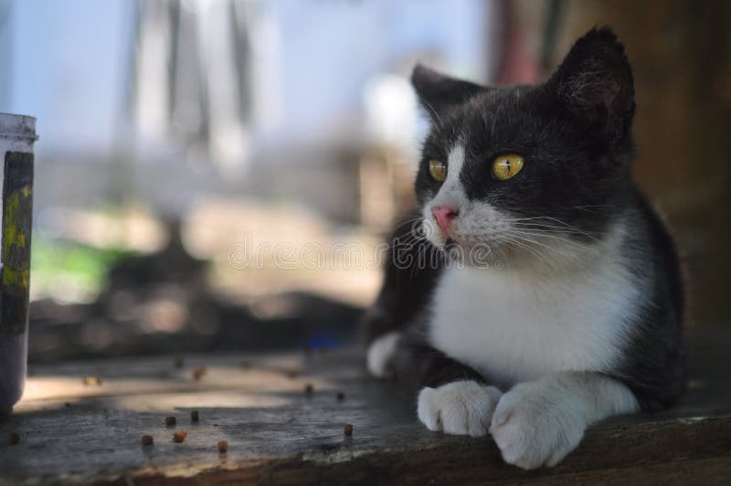 Black and white cat glare stock image. Image of animal 267149903