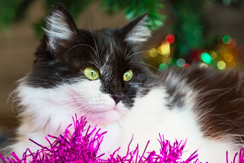 Black and white cat with green eyes lying near Christmas decoration.