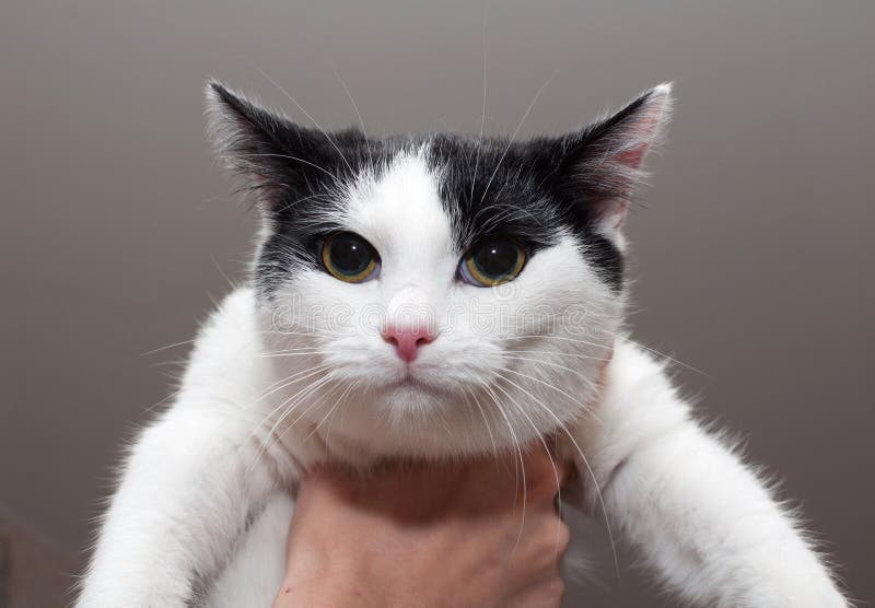 Black and White Cat on Hand Stock Photo Image of veterinarian, tail