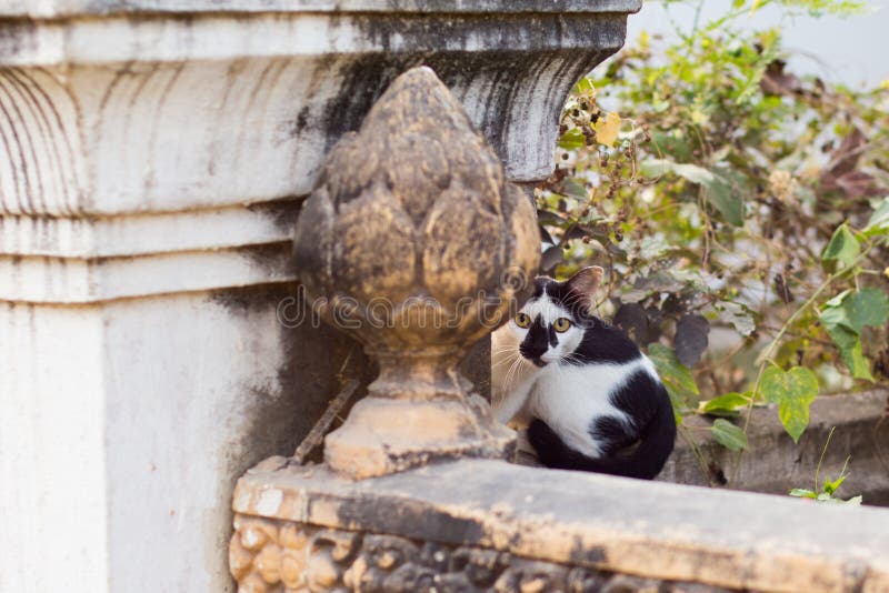 Black and White Cat Hiding on a Carved Stone Wall in Asia royalty free stock photo Black and White Cat Hiding on a Carved Stone Wall in Asia royalty free stock photo