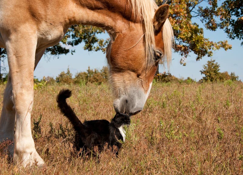 Black and white cat and his friend, Belgian horse