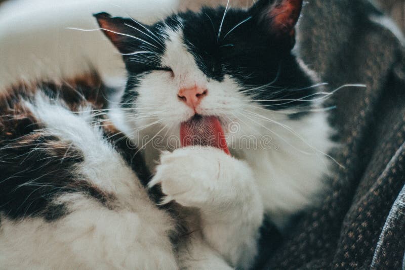 British Baby Cat Lying Licking Nose Stock Photos Free & RoyaltyFree