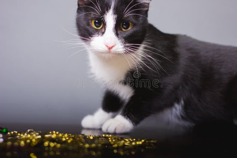 Black White Cat Look, Beautiful Eyes, Cats, Pets, Gray Stock Image