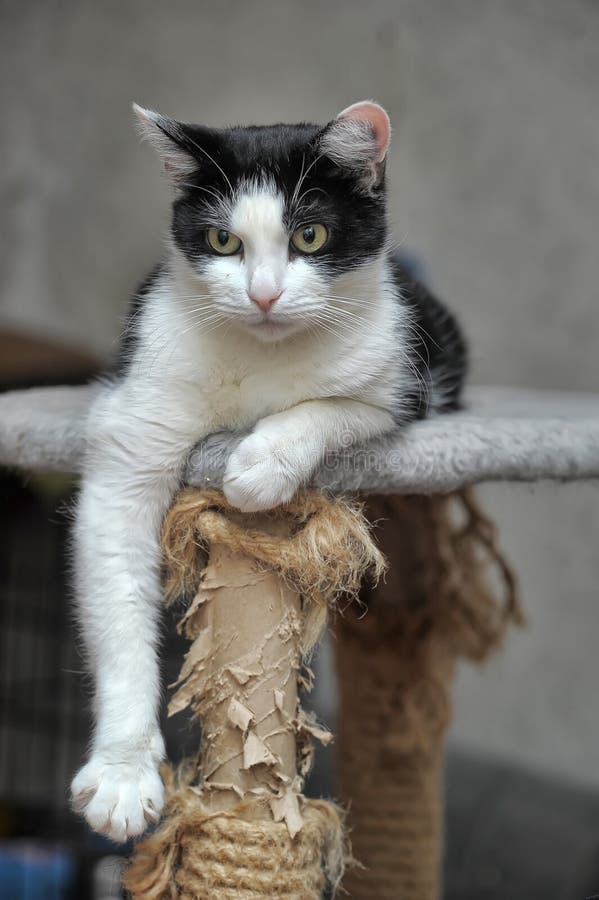 Black and white cat lying royalty free stock images
