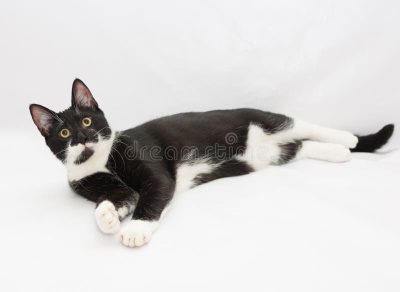 Black and White Cat Lying Stretched Out Legs Stock Photo Image of