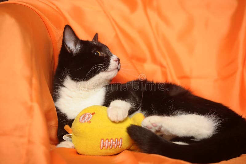 Black and White Cat on an Orange Stock Image Image of funny, front