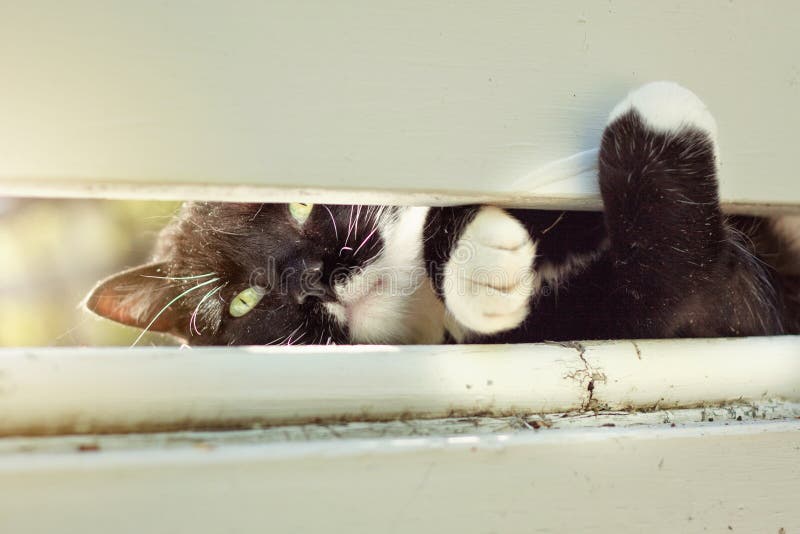 Black and white Cat portrait outside peeking through a fence. Black and white Cat portrait outside peeking through a fence.