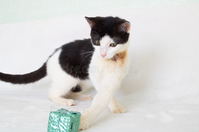 Black white cat playing with Christmas decoration closeup royalty free stock images