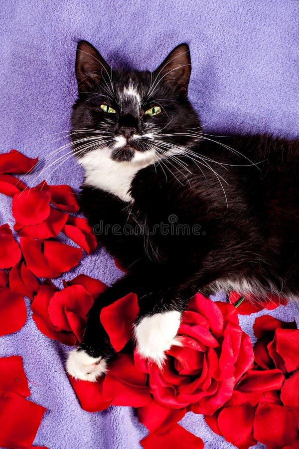 Blackwhite Cat with Red Rose Petals Stock Photo Image of cute, lying