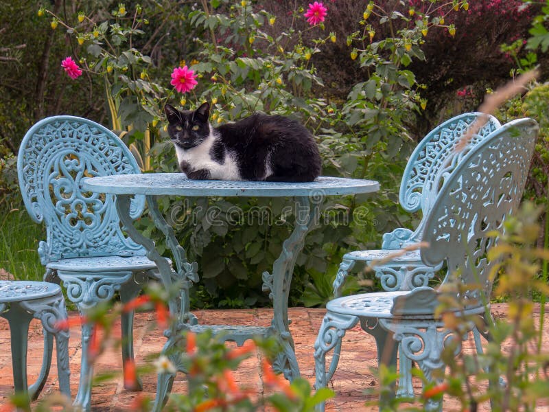 A black and white cat resting on the table royalty free stock photo A black and white cat resting on the table royalty free stock photo