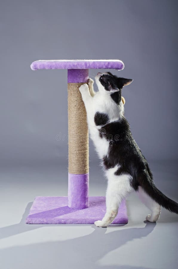 Black and White Cat Sharpening Its Claws on a Scratching Post, O Stock