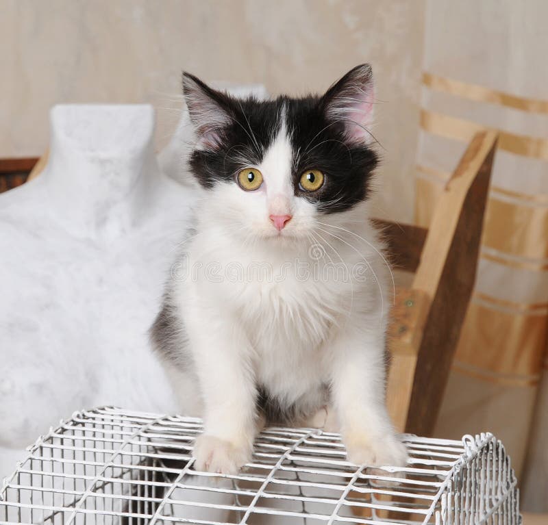 Black and White Cat Sitting on a Bird Cage in Retro Interior Stock