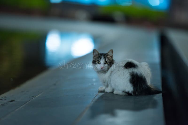 382 Cat Roof Night Stock Photos - Free & Royalty-Free Stock Photos from  Dreamstime