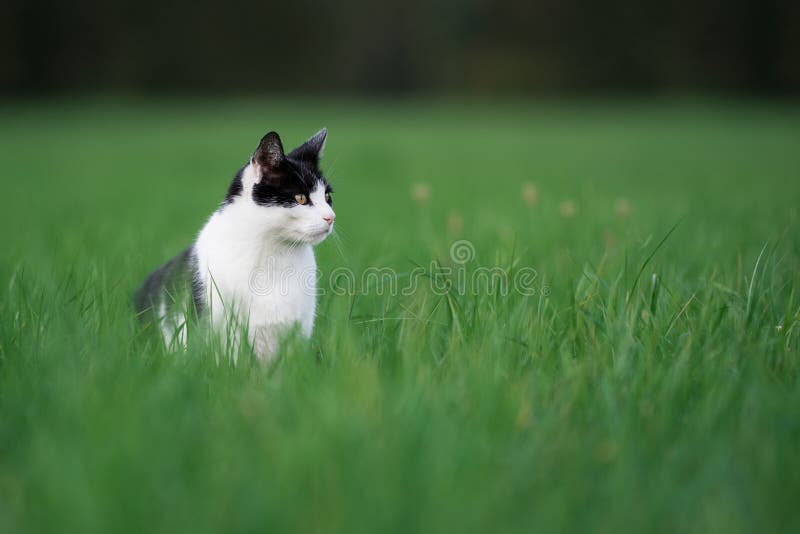 Cat sitting in high grass observing a field