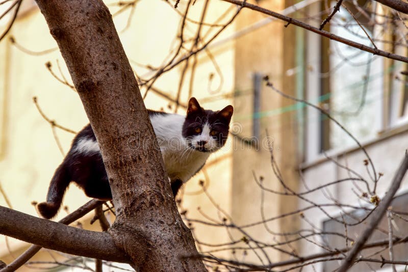 Black and White Cat on a Tree Stock Image Image of outdoors, kitten