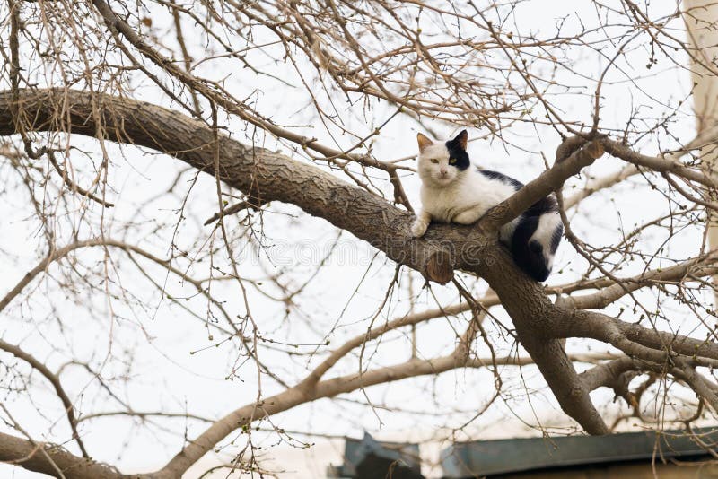 Black and White Cat on the Tree in Bukhara Stock Photo Image of