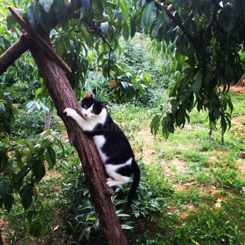 Black and White Cat in a Tree Stock Image Image of trees, stump 83291475