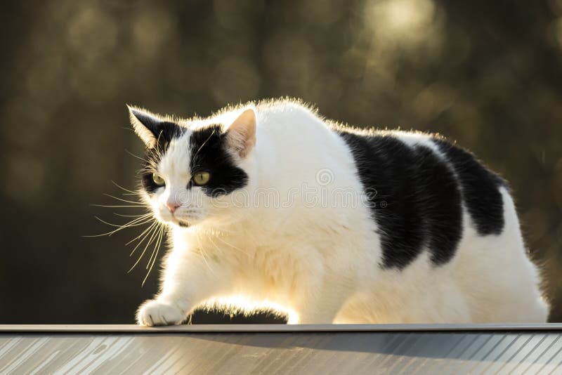 Black and white cat walking a fence in the garden next to the neighbors in the evening sunlight. Black and white cat walking a fence in the garden next to the neighbors in the evening sunlight.