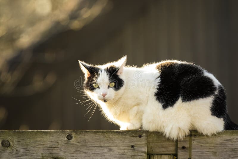 Black and white cat walking a fence in the garden next to the neighbors in the evening sunlight. Black and white cat walking a fence in the garden next to the neighbors in the evening sunlight.