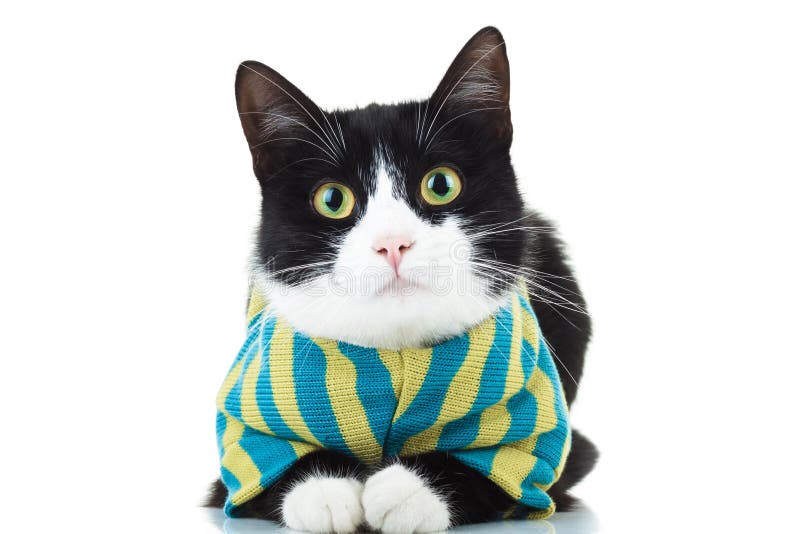 https://thumbs.dreamstime.com/b/black-white-cat-wearing-clothes-isolated-background-80538234.jpg