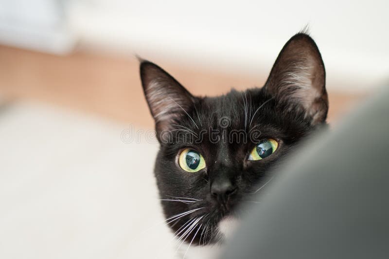 Black and White Cat with White Mustache Stock Photo Image of hair