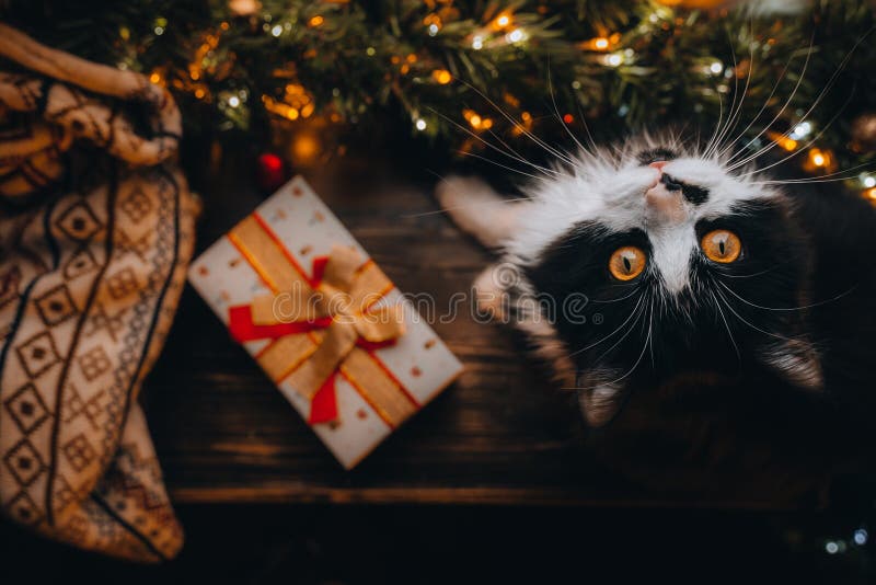 Black white cat on wood table at Christmas tree looking into camera. Xmas decoration, red gift presents box, ornaments on window