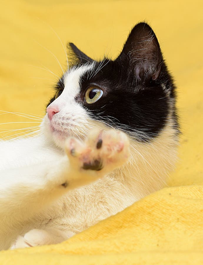 Black And White Cat With Yellow Eyes Stock Photo Image 51434363