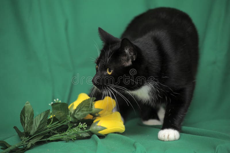 Black and White Cat with Yellow Roses Stock Photo Image of animal